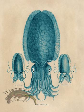 Octopus Teal 04